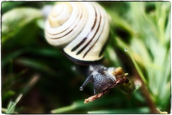 Die Schnecke