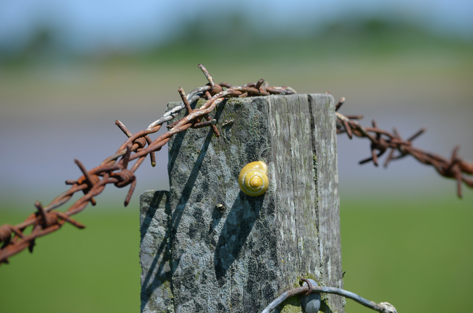 Die Schnecke