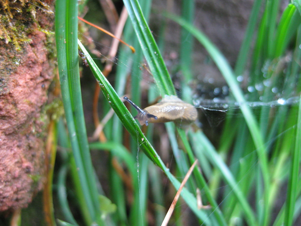 Die Schnecke