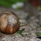 Die Schnecke