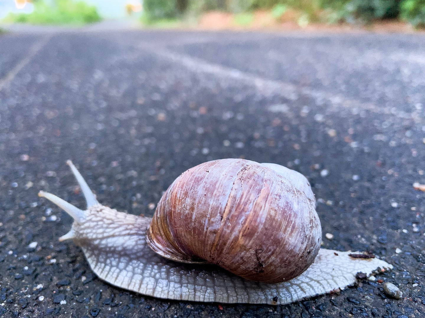 Die Schnecke