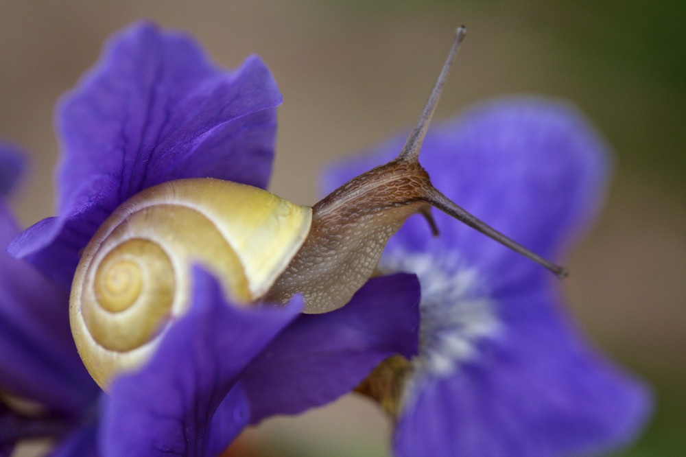 Die Schnecke