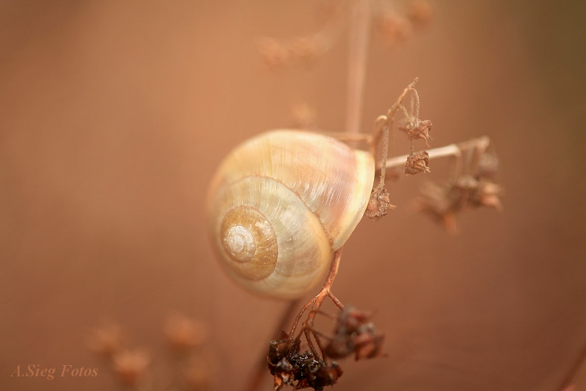 Die Schnecke