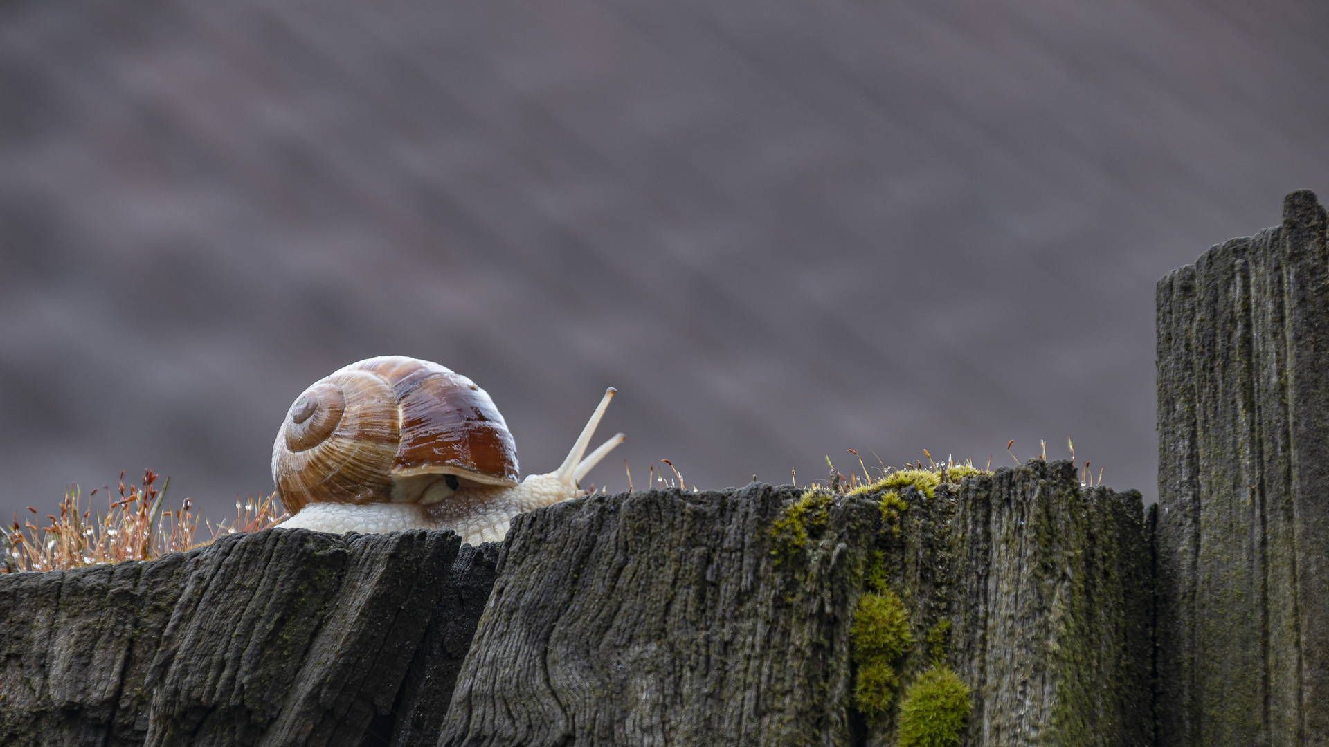 Die Schnecke