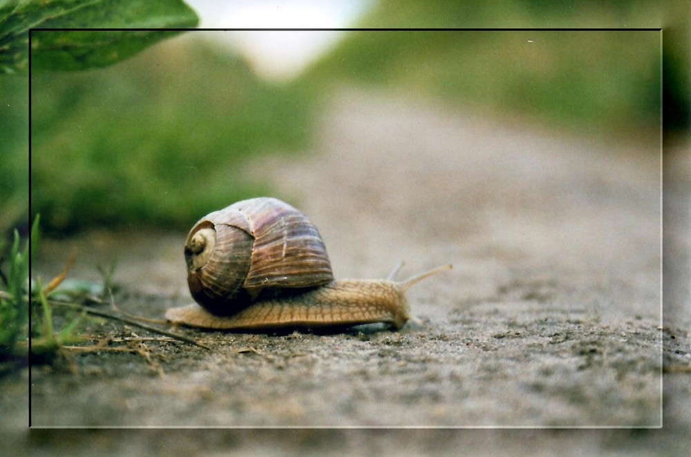 Die Schnecke :-)