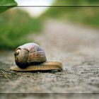 Die Schnecke :-)