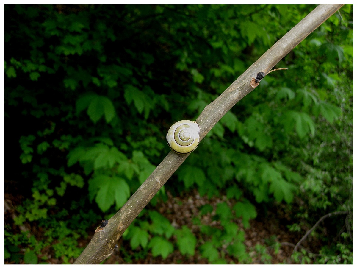 Die Schnecke am Hang