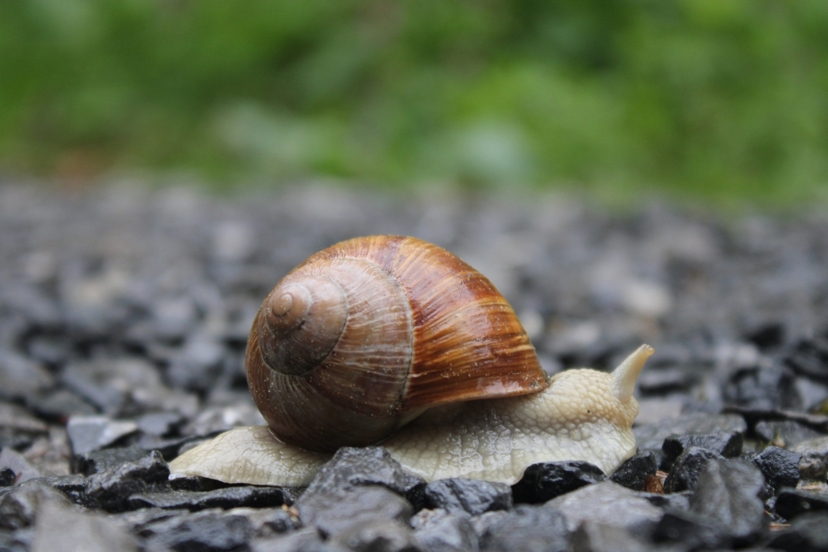 Die Schnecke am schleichen