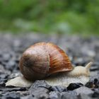 Die Schnecke am schleichen