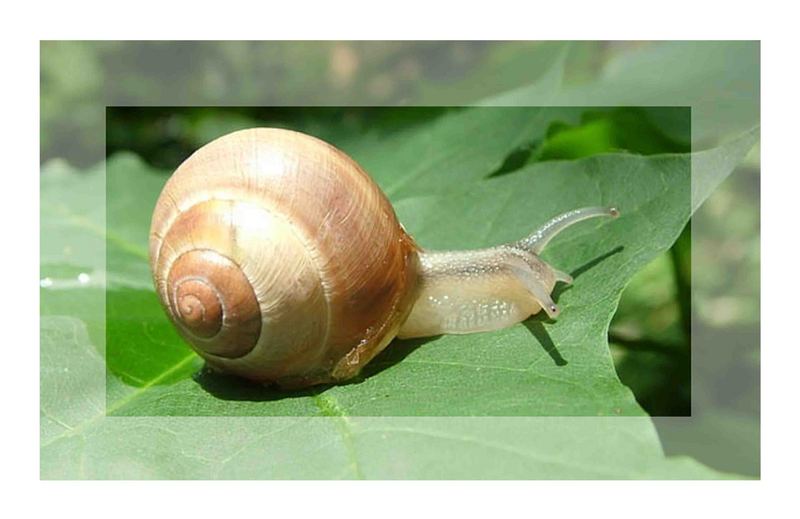 Die Schnecke auf dem Blatt