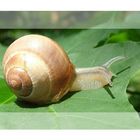 Die Schnecke auf dem Blatt