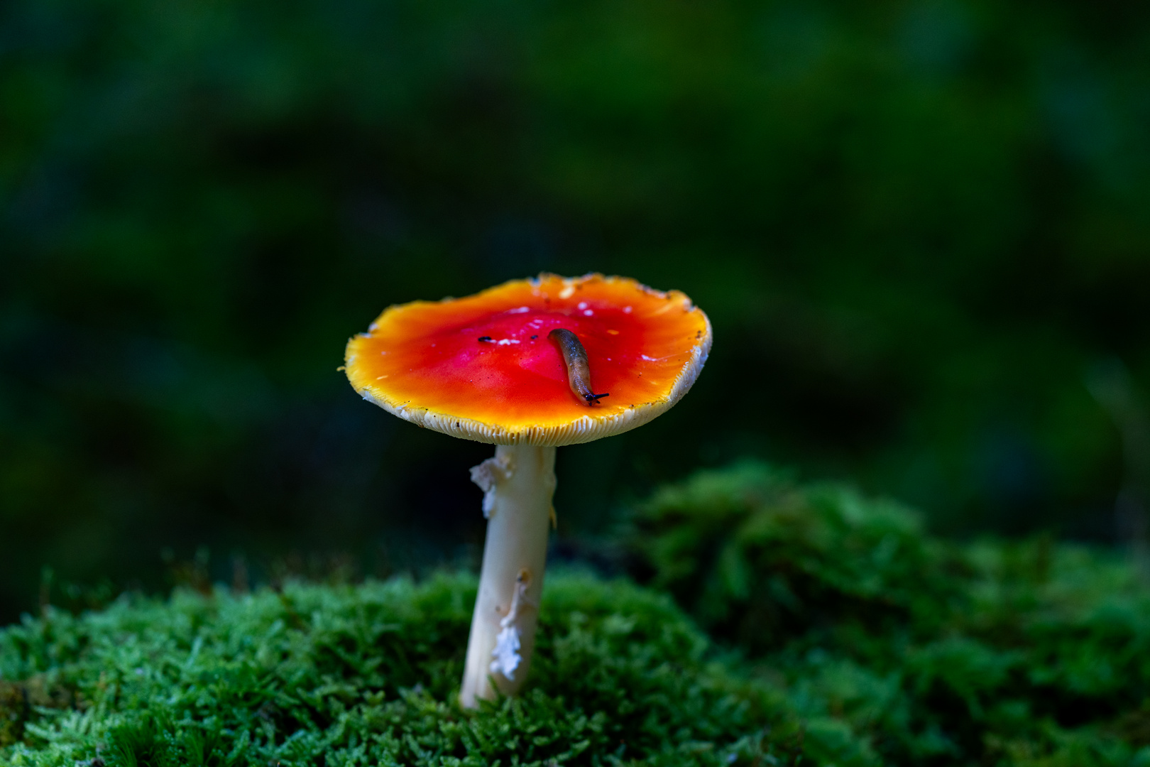 Die Schnecke auf dem Pilz - mit Video