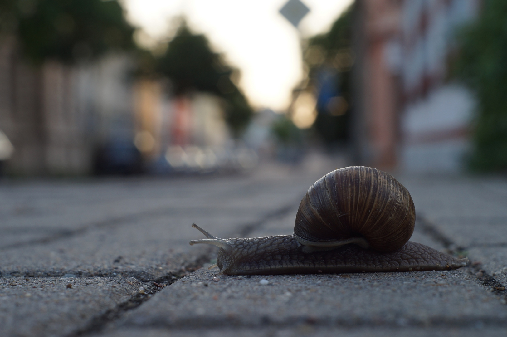 Die Schnecke.