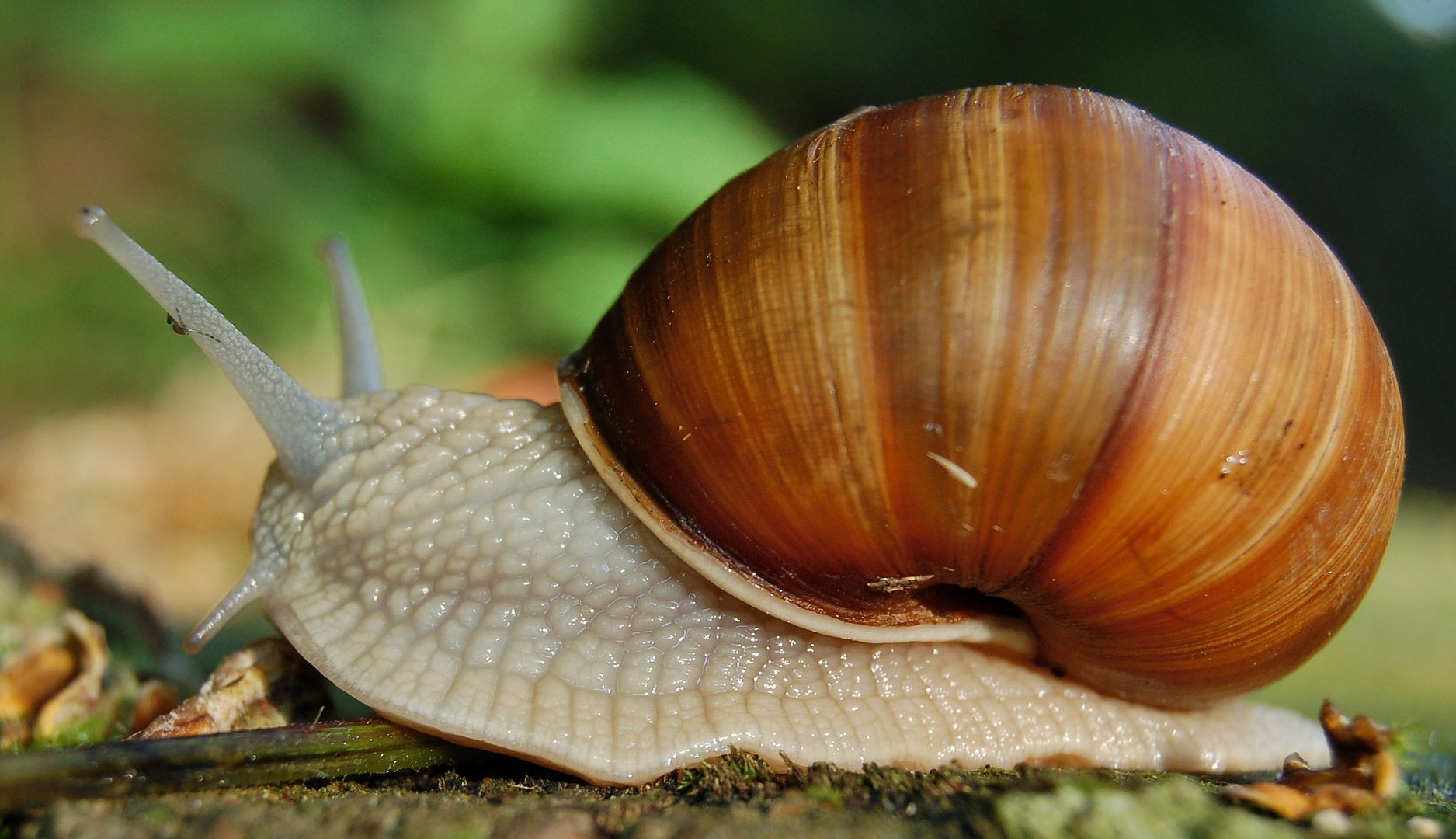 die schnecke