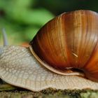 die schnecke