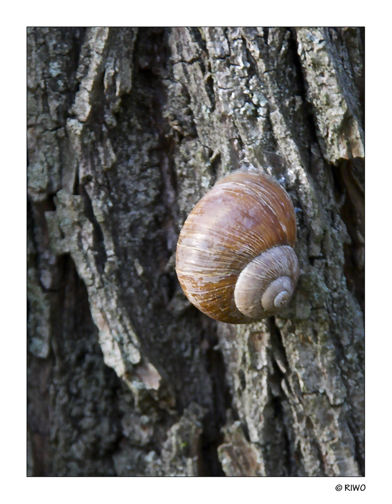 die Schnecke bereitet sich für den Winter vor, schlaf gut :-))