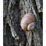 die Schnecke bereitet sich für den Winter vor, schlaf gut :-))