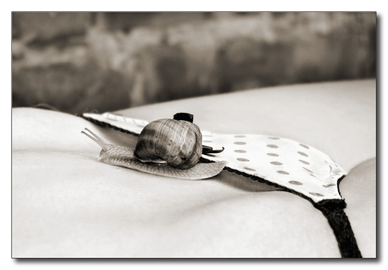 die Schnecke