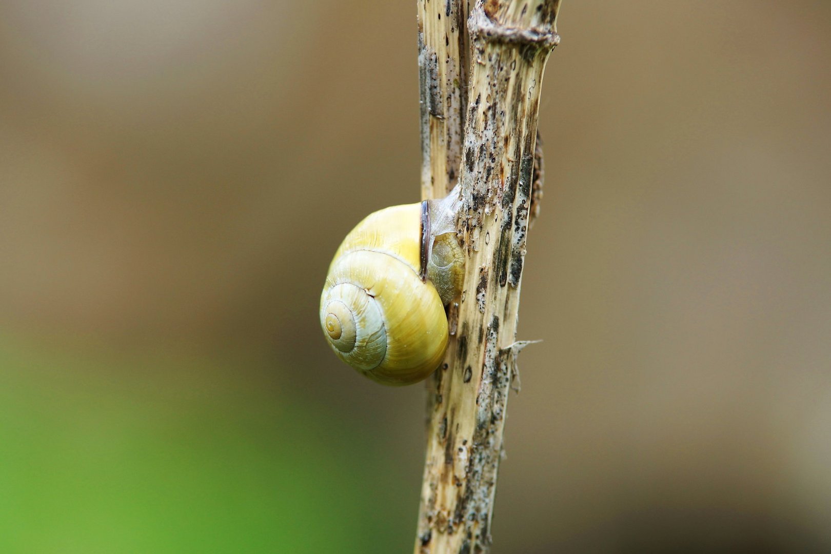 Die Schnecke