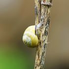 Die Schnecke