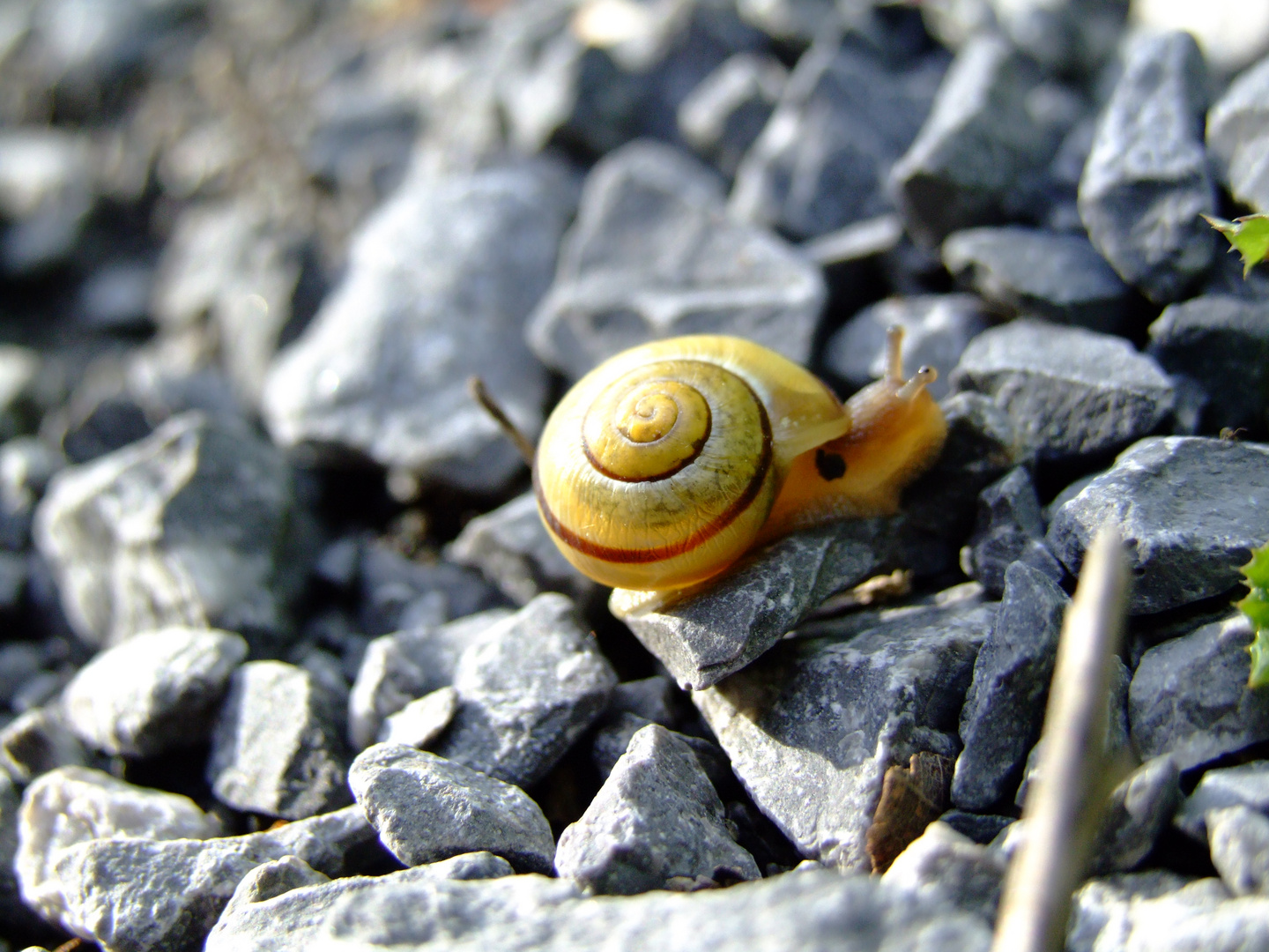 Die Schnecke