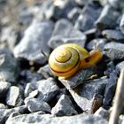 Die Schnecke