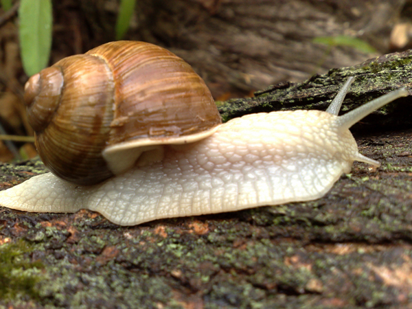 die schnecke