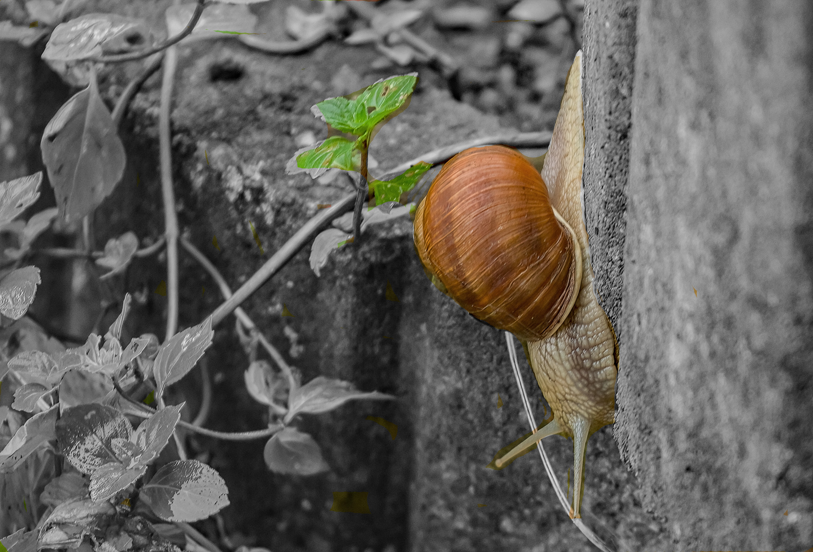 Die Schnecke  ....