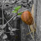 Die Schnecke  ....