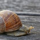 Die Schnecke