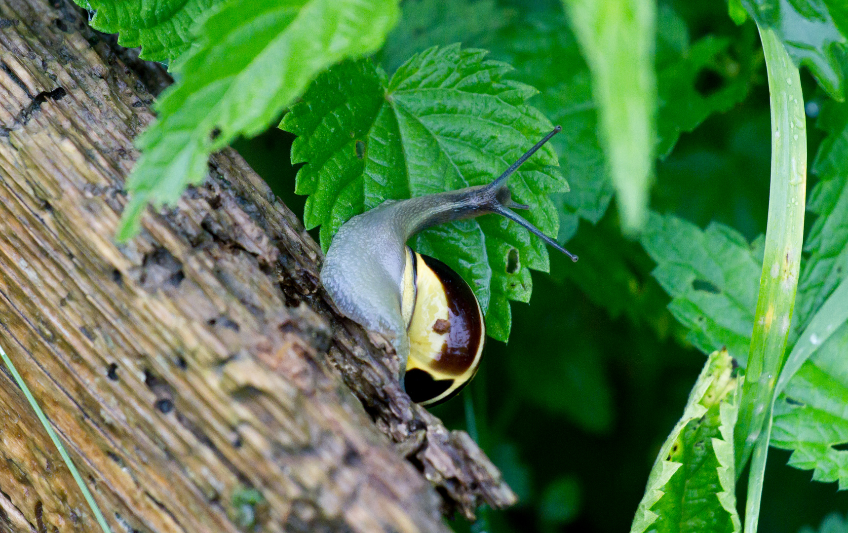 Die Schnecke.