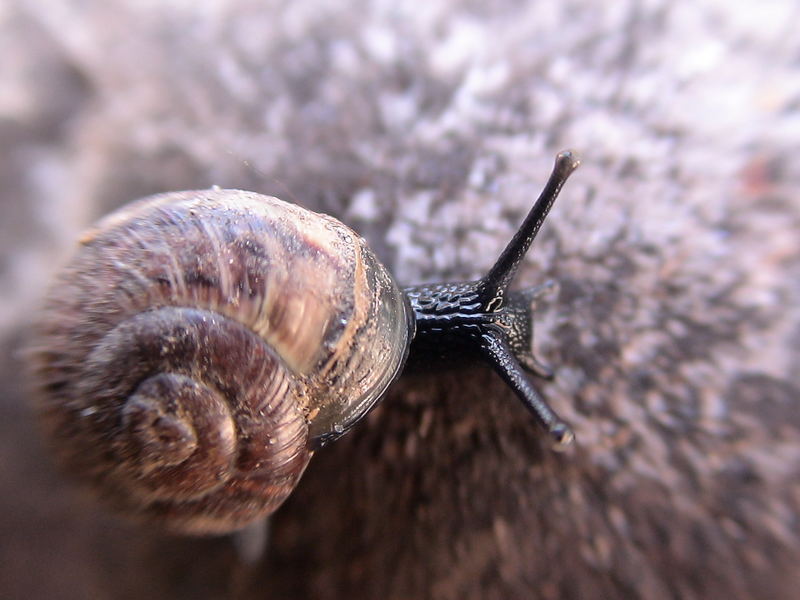 Die Schnecke...