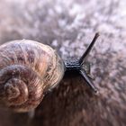 Die Schnecke...