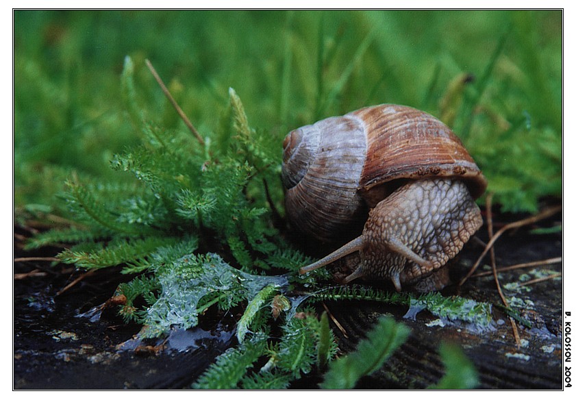 Die Schnecke - Die Verwunderung