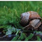 Die Schnecke - Die Verwunderung