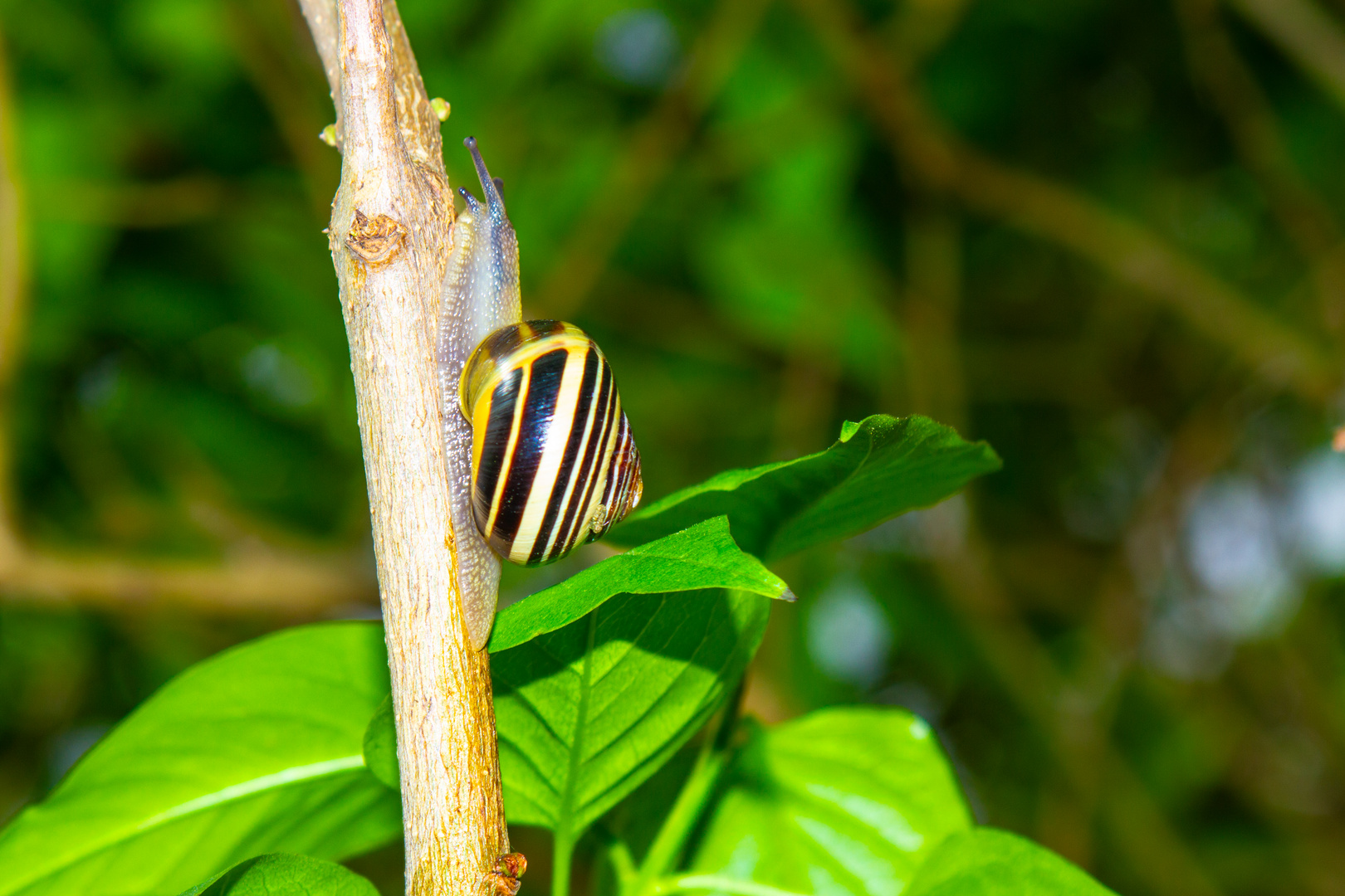 Die Schnecke ...