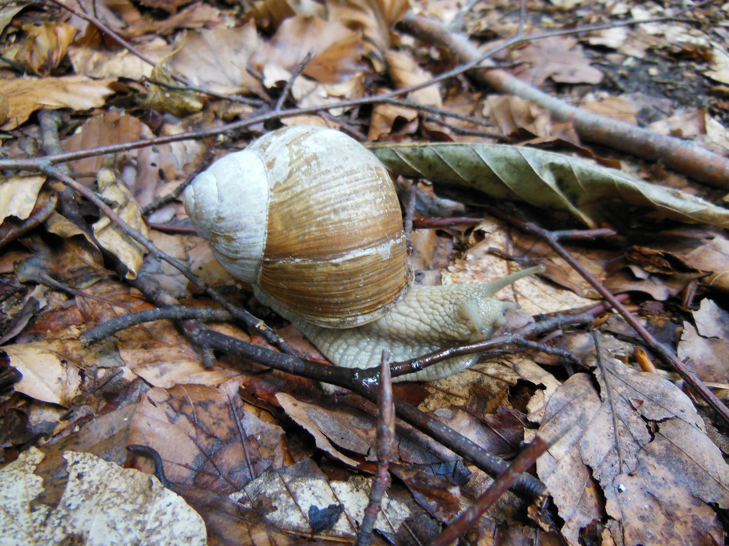 Die Schnecke