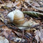 Die Schnecke