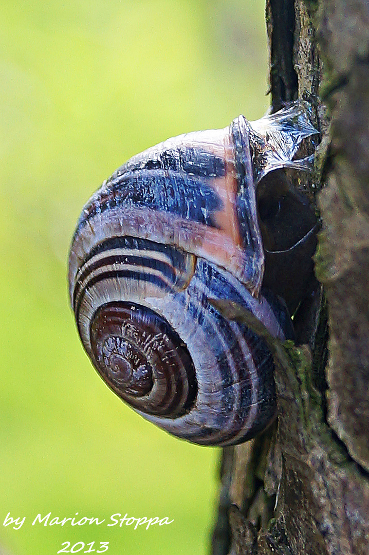 Die Schnecke