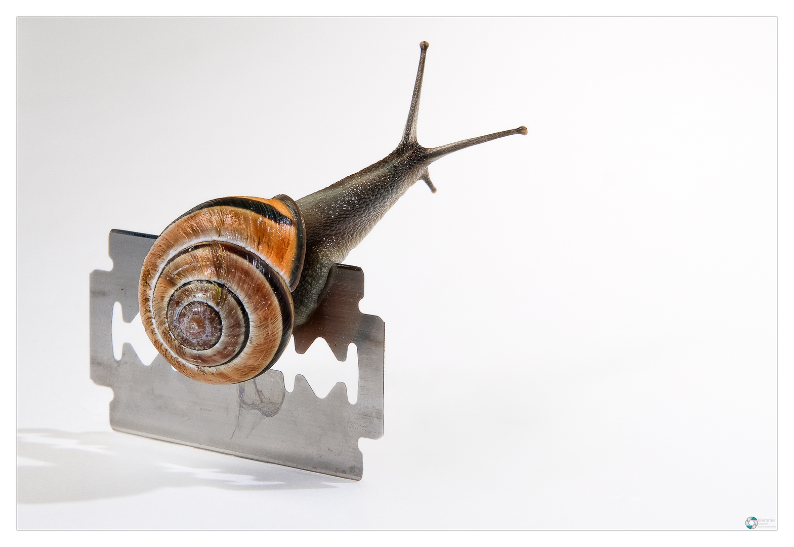 Die Schnecke II