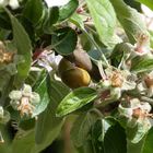 Die Schnecke im Apfelbaum