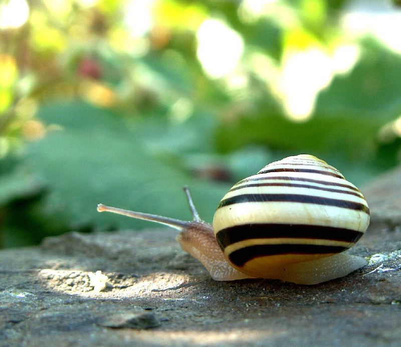 Die Schnecke im Garten