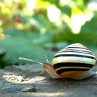 Die Schnecke im Garten