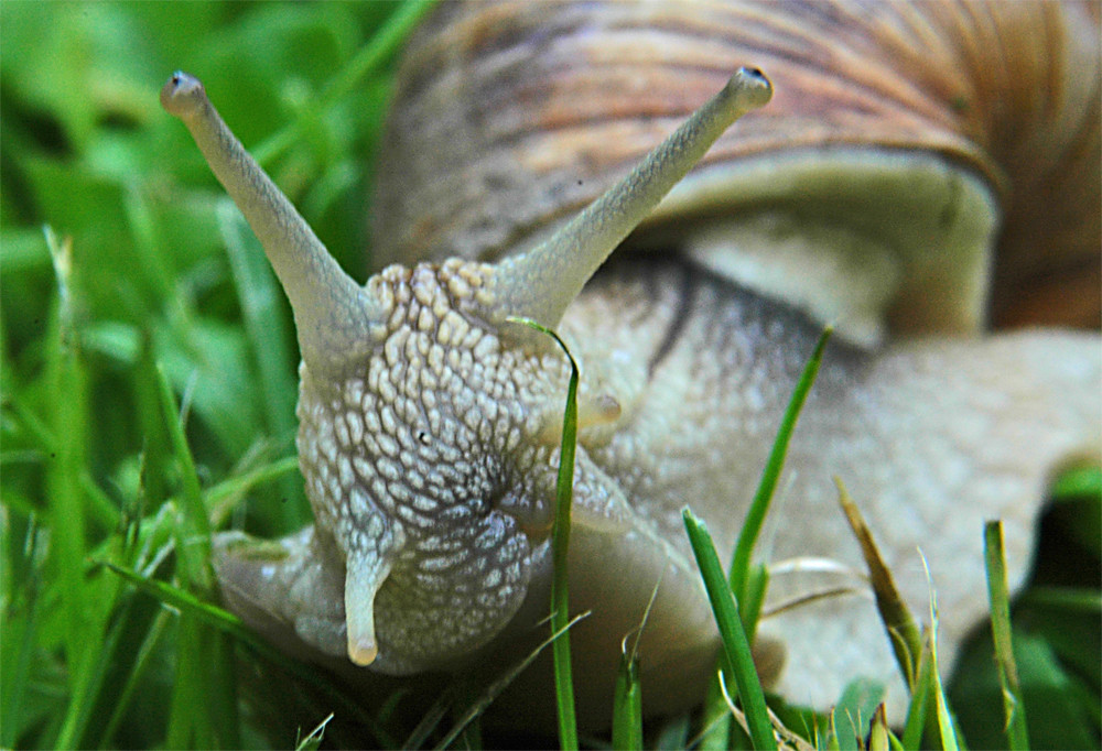 Die Schnecke im Garten