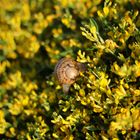 Die Schnecke im gelben Wald