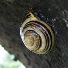 Die schnecke im Kamin