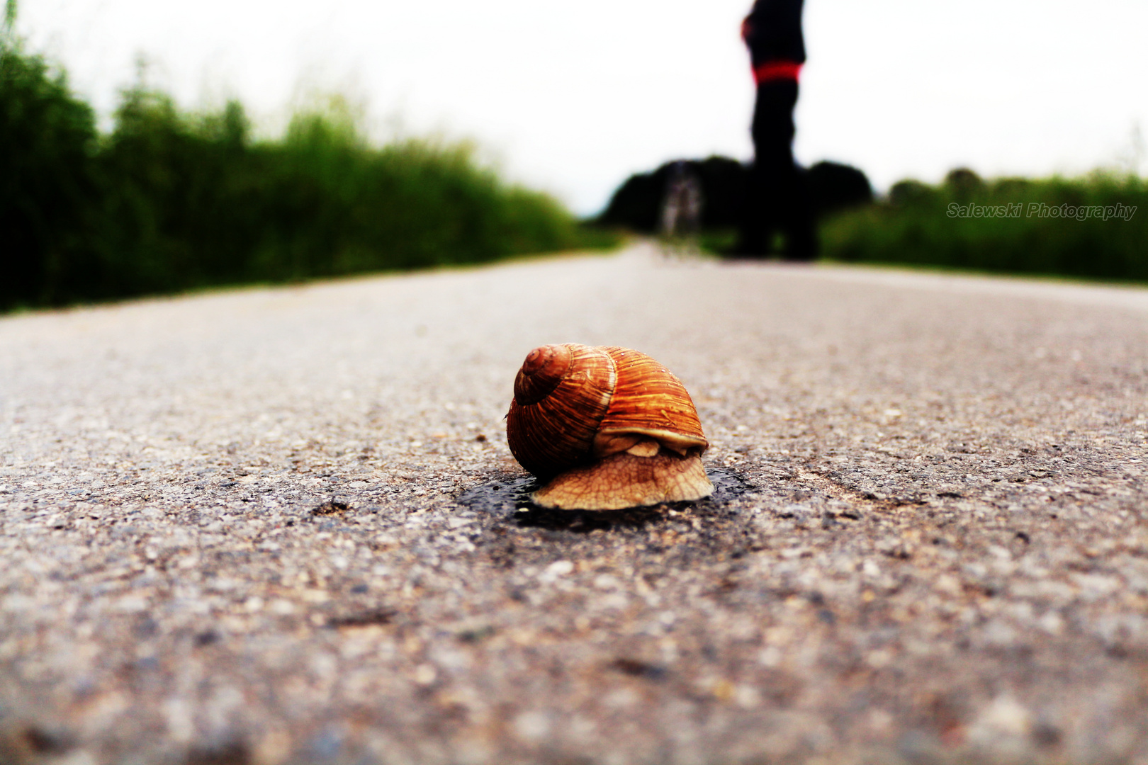 Die Schnecke im MIttelpunkt