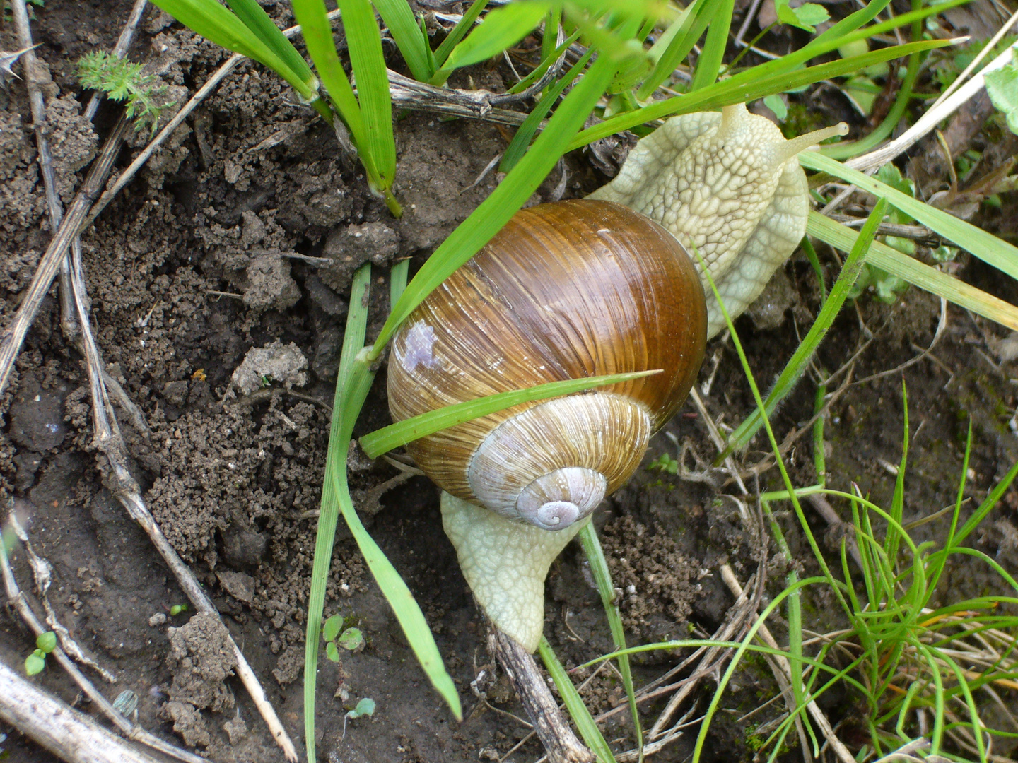 die Schnecke im Schneckentempo