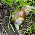 die Schnecke im Schneckentempo