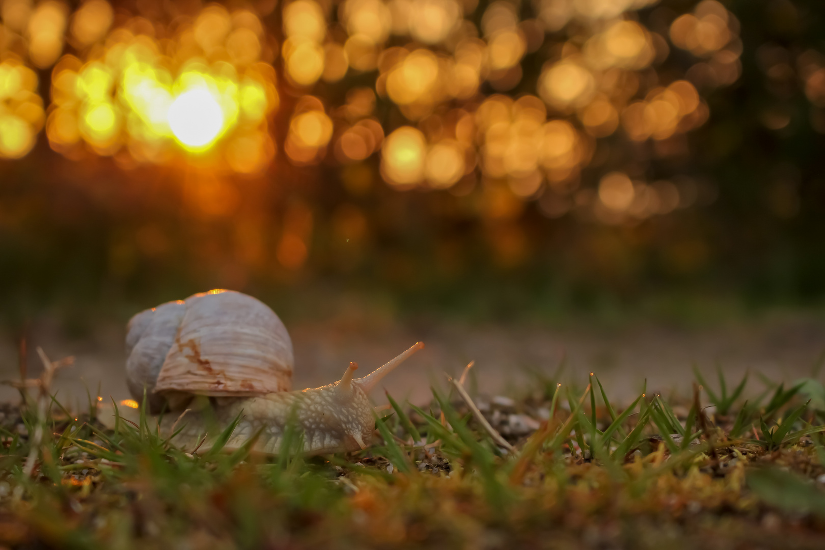 Die Schnecke im Sonnenuntergang